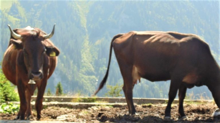 Borșa – Stațiunea celor patru anotimpuri din inima Maramureșului