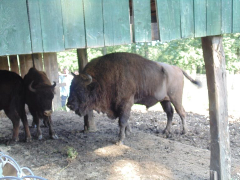 Rezervația de zimbri „Dragoș Vodă” Vânători-Neamț – Ghid complet 2026