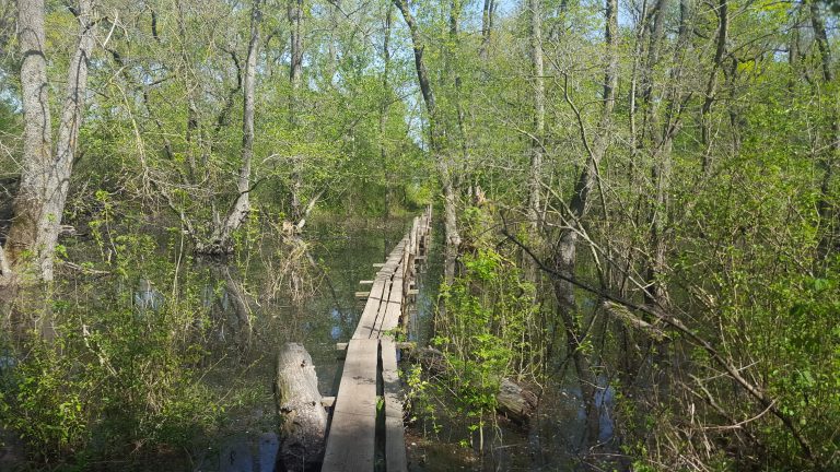 Delta Dunării – Crișan și Pădurea Letea | Ghid Complet 2026 (Partea I)