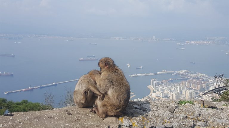 Gibraltar 2026: Ghid complet – maimuțe, stânci și două continente la orizont