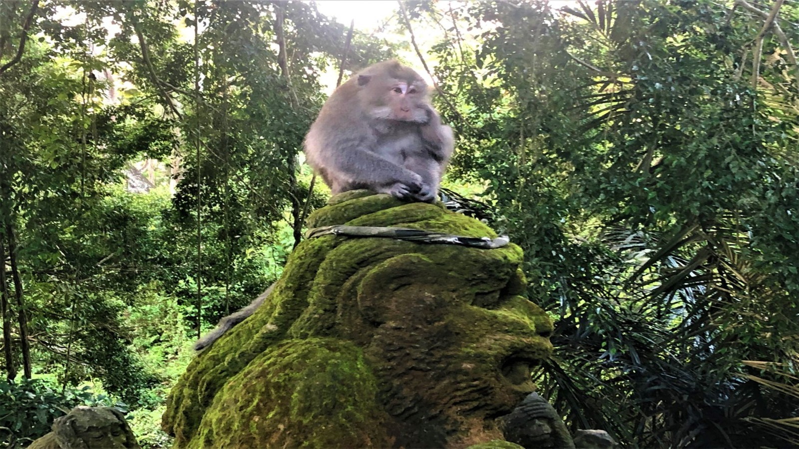 monkey forest