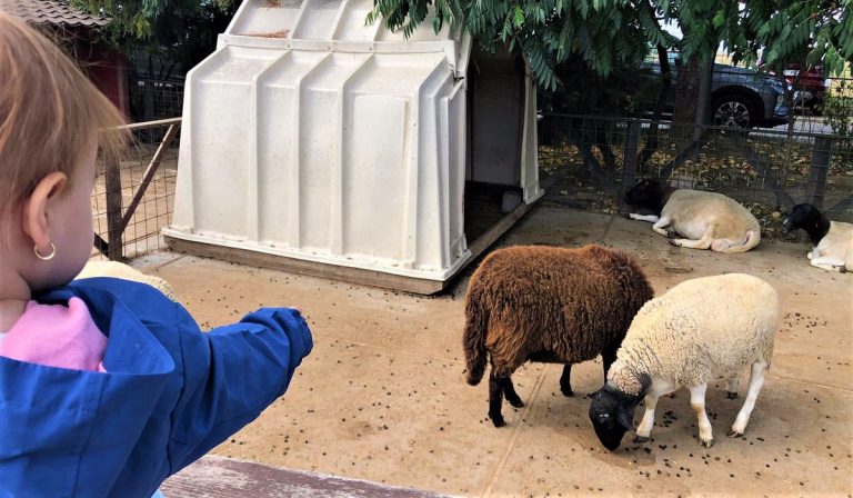 Ferma Animalelor – lecție de management pentru cei de la Grădina Zoologică