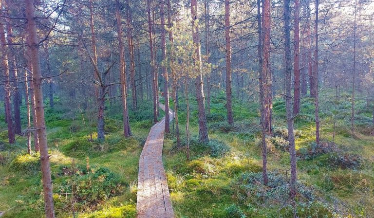 Tinovul Șaru Dornei – Lumea tinovului sub lupă