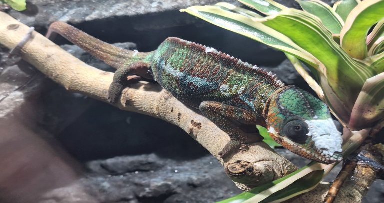 Reptiland – cea mai nouă atracție turistică din Capitală!