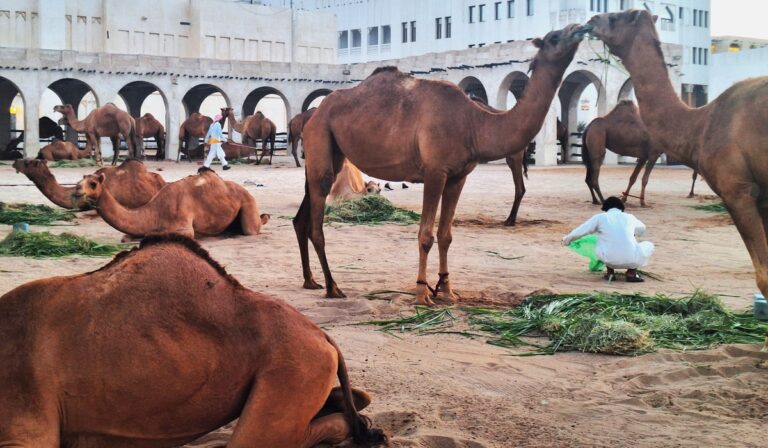 Top atracții turistice în Qatar – ce poți vizita?