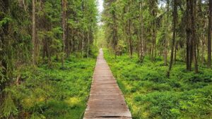 Tinovul Mare Poiana Ștampei – Cea Mai Mare Turbărie din România și Singurul Zăcământ de Turbă Roșie din Europa | Ghid Complet 2026