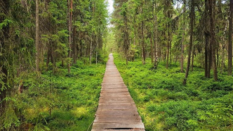 Tinovul Mare Poiana Ștampei – Cea Mai Mare Turbărie din România și Singurul Zăcământ de Turbă Roșie din Europa | Ghid Complet 2026