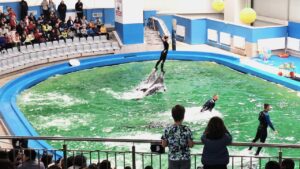 Delfinariul din Constanța – Ghid complet de vizitare în 2026. Program, tarife, spectacole și tot ce trebuie să știi