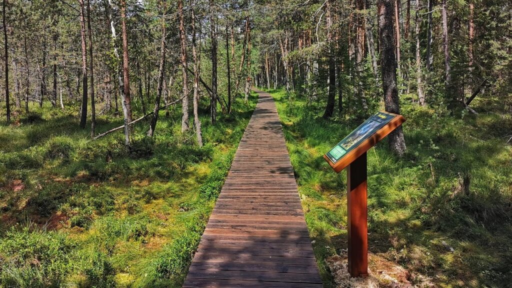 tinovul mare poiana stampei